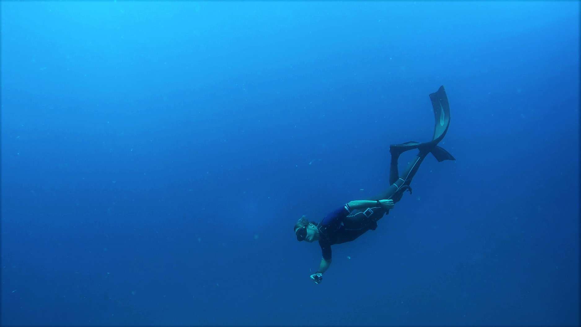 Night Freediving Bonaire Freediving School